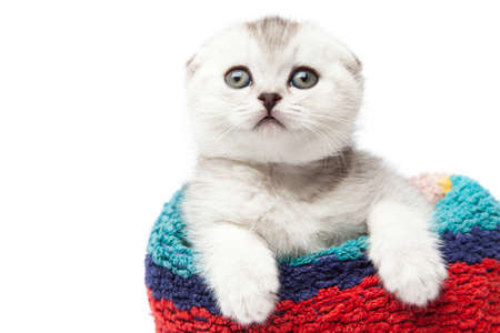 Wet ginger cat in a towel on a light background of the interior. Funny catの写真素材