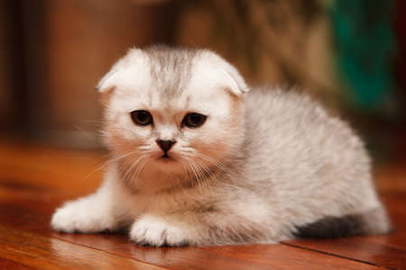 small and beautiful grey scottish fold kitten in roomの写真素材