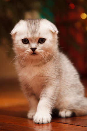 small and beautiful grey scottish fold kitten in roomの写真素材