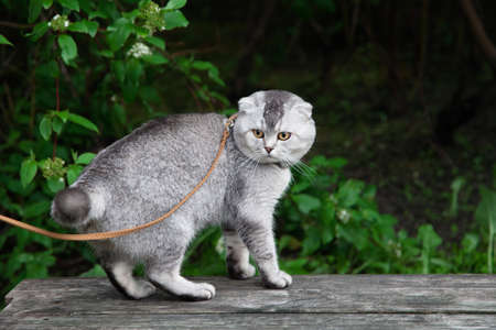 Gourmet Scottish fold cat on the streetの写真素材