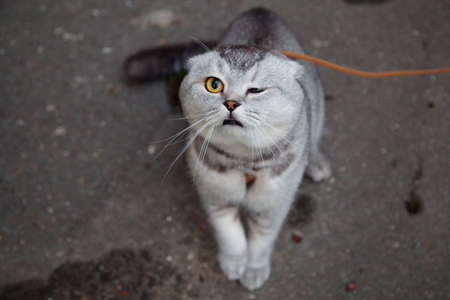 Funny Scottish fold cat on a leashの写真素材