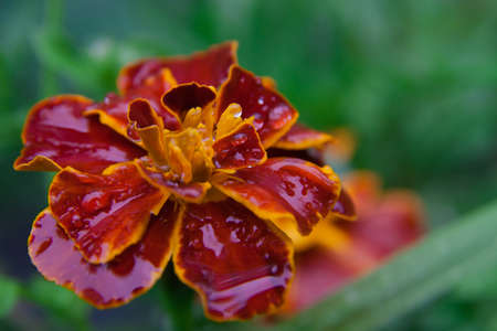 Marigold Tagetes patula close-upの写真素材