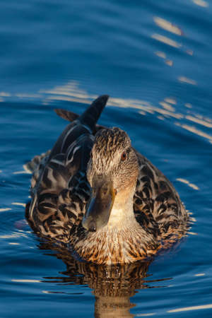 Birds and animals in wildlife. Amazing mallard duck swims in lake or river with blue water under sunlight landscape. Closeup perspective of funny duck.の写真素材