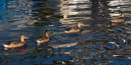 Females Mallard ducksswim in the water in the eveningの写真素材