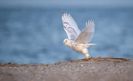 Snowy Owlの写真素材