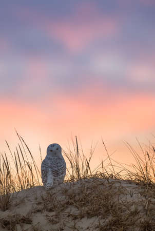 Snowy Owlの写真素材