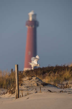 Snowy Owlの写真素材