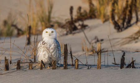 Snowy Owlの写真素材