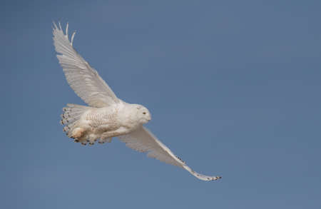 Snowy Owl in Winterの写真素材