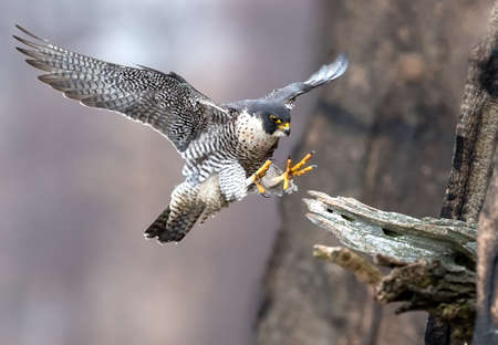 Peregrine Falcon in New Jerseyの写真素材