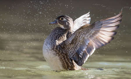 Wood Duck Swimmingの写真素材