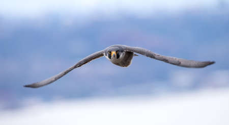 Peregrine Falcon in New Jersey