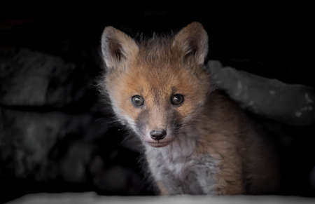 Red Fox