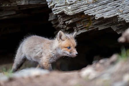 Red Foxの写真素材