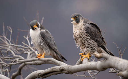 Peregrine Falcon in New Jerseyの写真素材