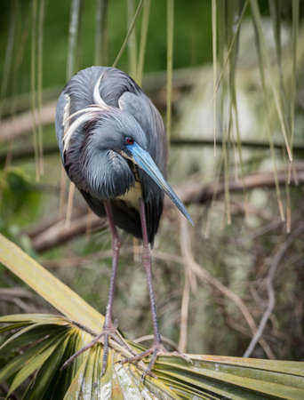Tricolored Heron in Floridaの写真素材
