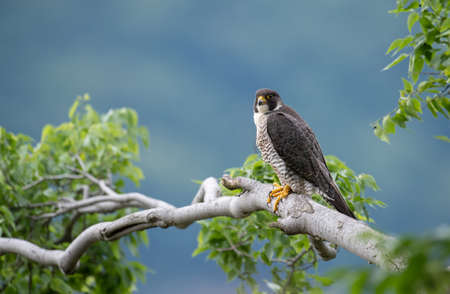Peregrine Falcon Portraitの写真素材