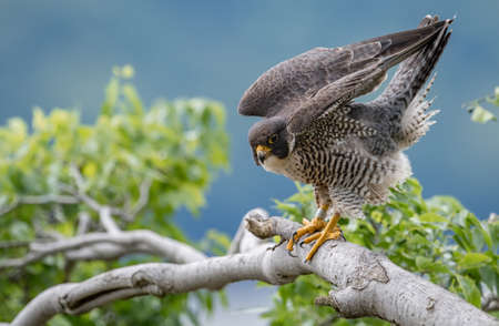 Peregrine Falcon Portraitの写真素材