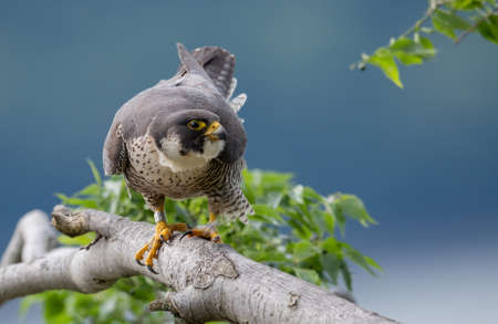 Peregrine Falcon Portraitの写真素材
