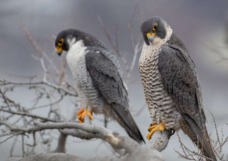 Peregrine Falcon Portrait