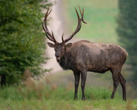Wild Bull Elk