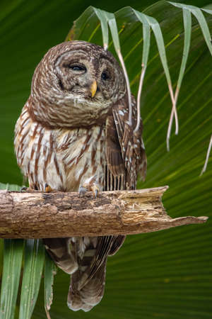 Barred Owl in Floridaの写真素材