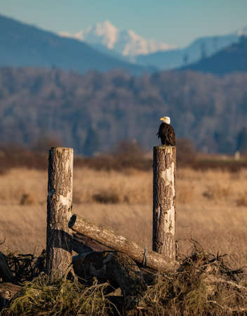 A bald eagle portrait in the Pacific Northwestの写真素材