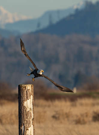 A bald eagle portrait in the Pacific Northwest