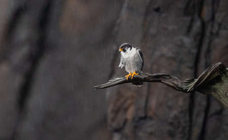 A peregrine falcon in New Jerseyの写真素材