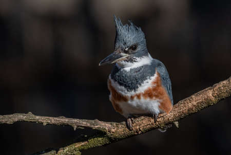 Belted Kingfisher in Pennsylvaniaの写真素材
