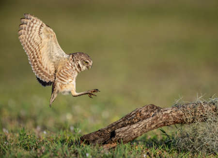 Burrowing Owl in Floridaの写真素材