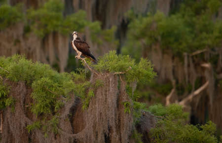An osprey standing on the natureの写真素材