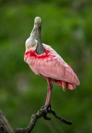 A Roseate Spoonbill in Floridaの写真素材