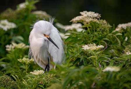 Snowy Egret in Floridaの写真素材
