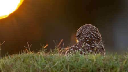A burrowing owl in southern Florida