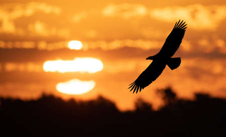 A bald eagle portrait in the Pacific Northwestの写真素材