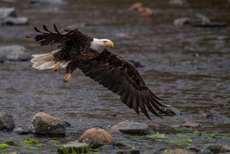 A bald eagle portrait in the Pacific Northwest
