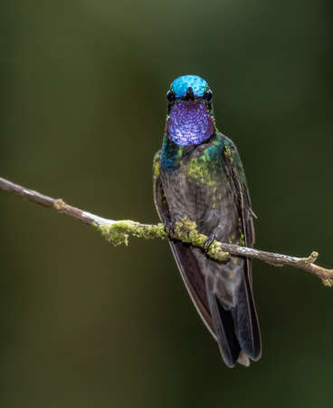A Hummingbird in Costa Ricaの写真素材