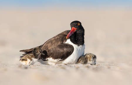 American oystercatcher in New York on the beachの写真素材