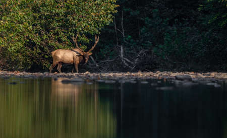 Elk in Banff National Park Canadaの写真素材