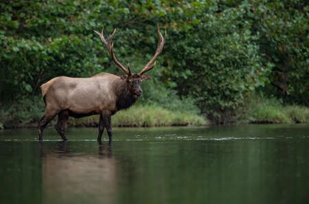 Elk in Banff National Park Canadaの写真素材