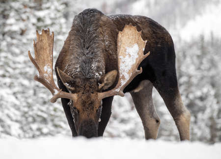 Moose in Snow in Jasper Canadaの写真素材