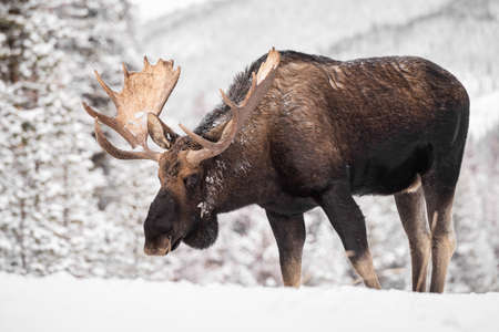 Moose in Snow in Jasper Canadaの写真素材
