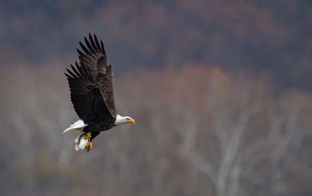 A portrait of a Bald Eagle in Alaskaの写真素材