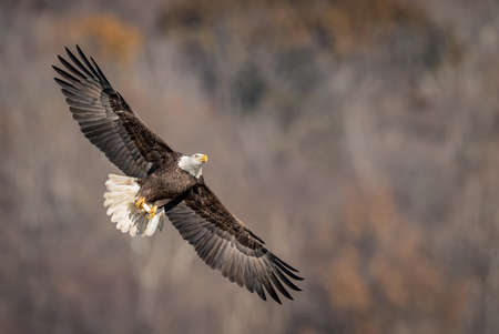 A portrait of a Bald Eagle in Alaska