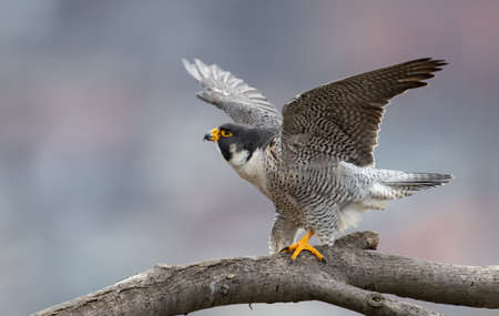 A peregrine falcon in New Jerseyの写真素材