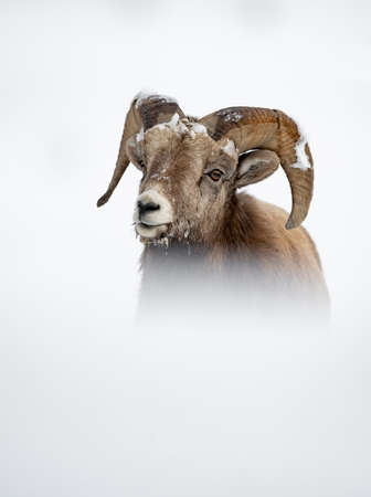 Bighorn Sheep in Jasper Canada in Snowの写真素材