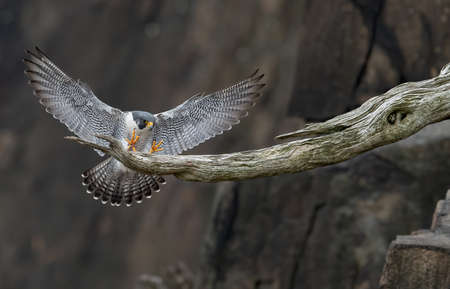 Peregrine Falcon in New Jerseyの写真素材