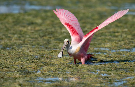 A roseate spoonbill in Floridaの写真素材
