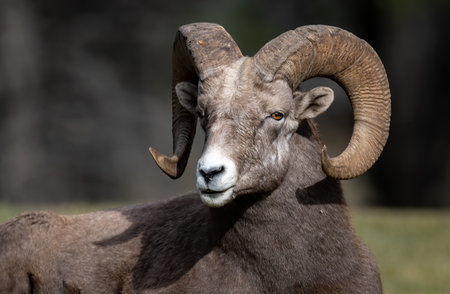 A bighorn sheep in Jasper National Park, Canadaの写真素材
